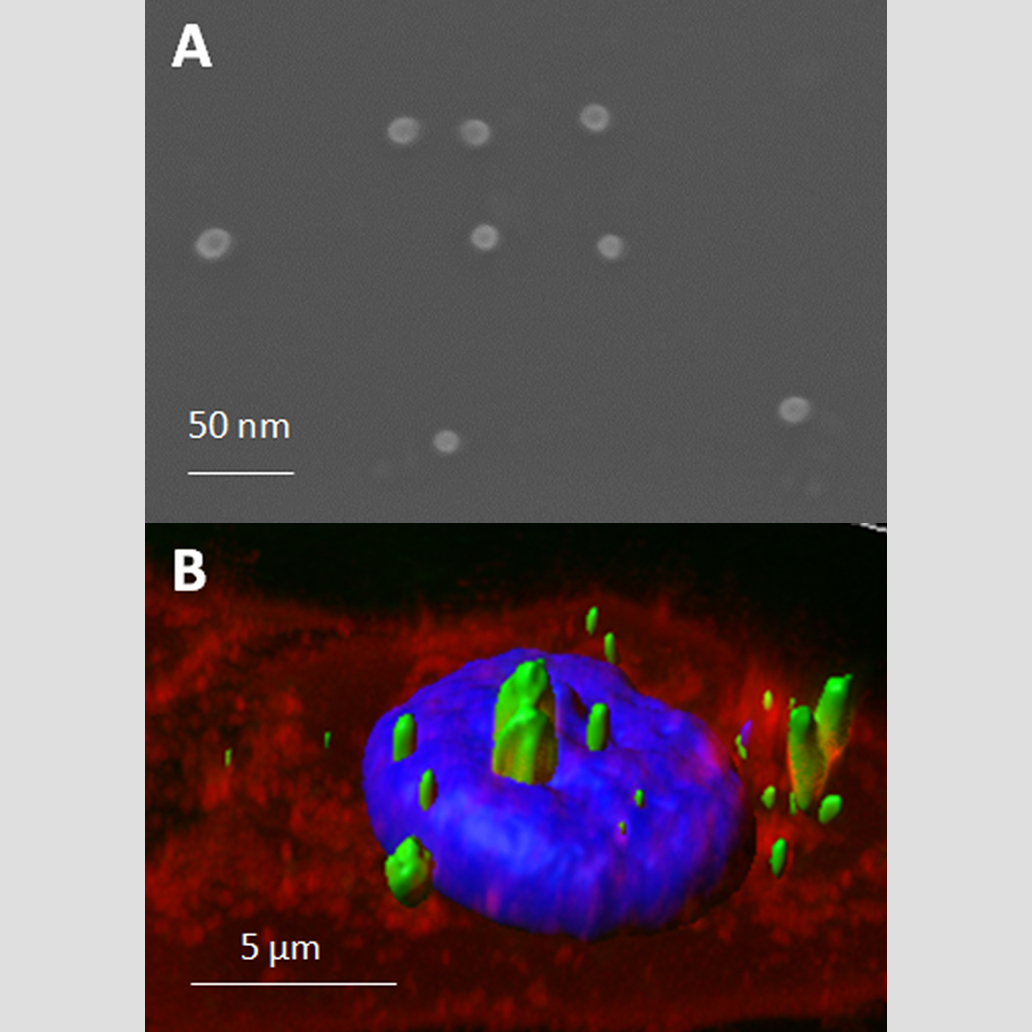 Protein-only nanomaterial platformfor biomedical purposes