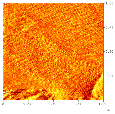 U2 CAbS-hybridoma clone
